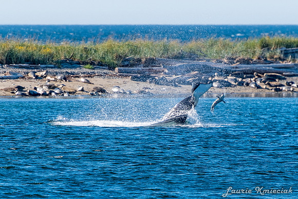 Nwhidby-LAK_5580