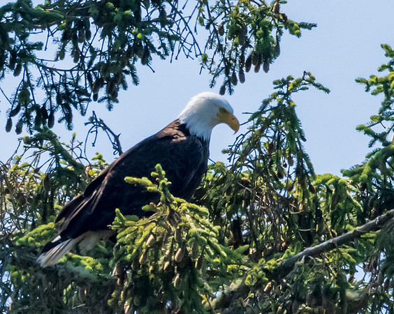 Whidbey Island-_MAK8195