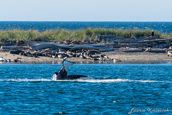Nwhidby-LAK_5596