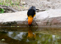 LAK_2341