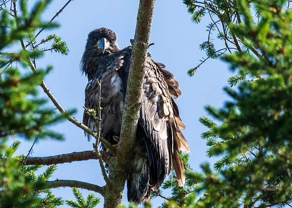 Whidbey Island-_MAK8030