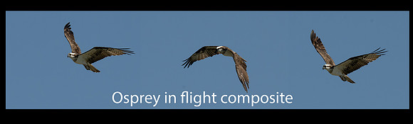 XSmall-Osprey in flight composite Osprey in flight composite