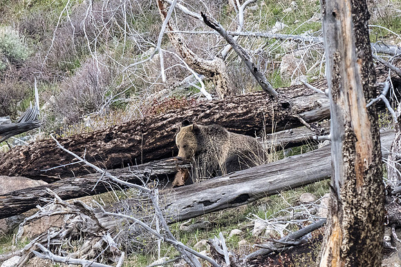Yellowstone _MAK2129
