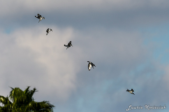Santa Ana NWF-LAK_2240