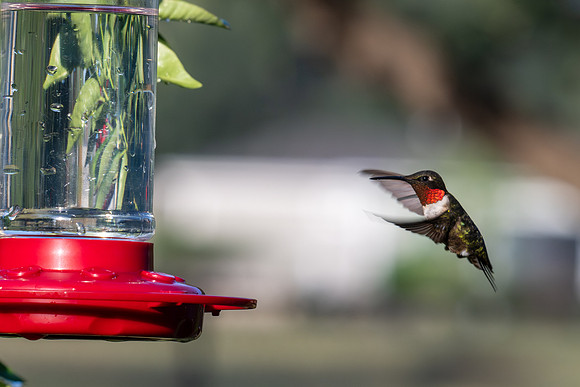 Hummingbird migration _MAK4002