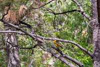 Colorado-MAK_0018