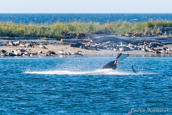 Nwhidby-LAK_5581