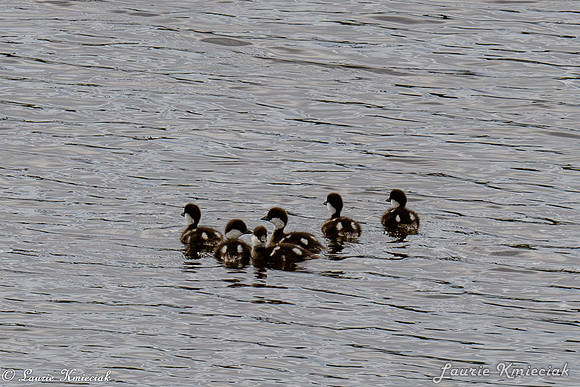 untitledLAK_0988-Enhanced-NR
