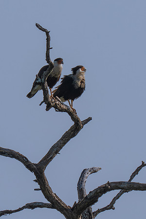 RGV wildlife_MAK2508-Enhanced-NR