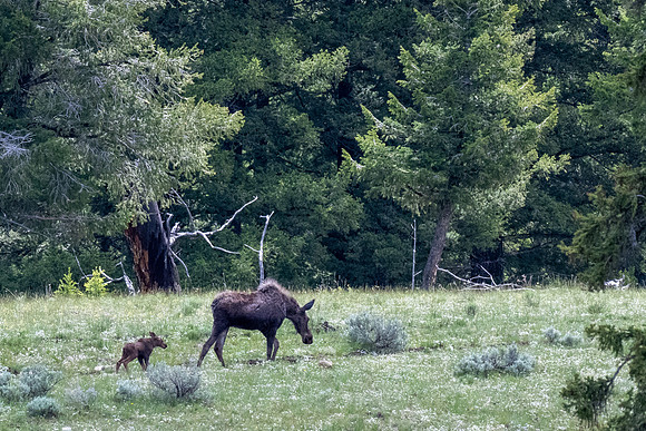 Yellowstone _MAK5957