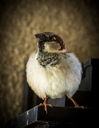 Male English house sparrow_MAK0072-Enhanced-NR