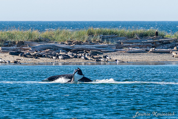 Nwhidby-LAK_5599