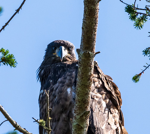 Whidbey Island-_MAK8050