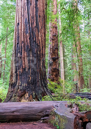 Crescent City CALAK_1140