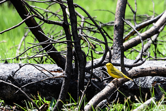 yellowstonetc-7818