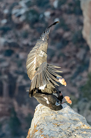 California Condors-MAK_7267