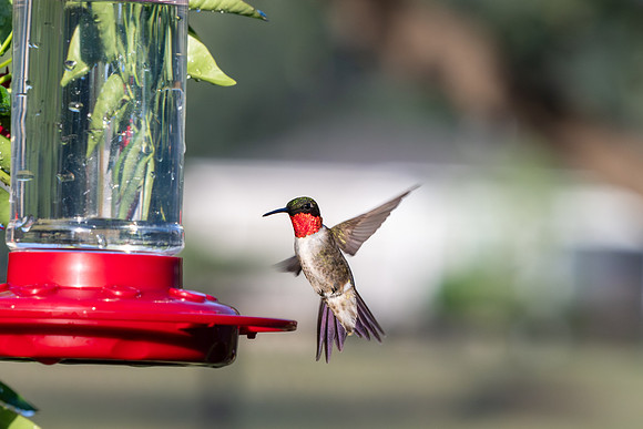 Hummingbird migration _MAK4022