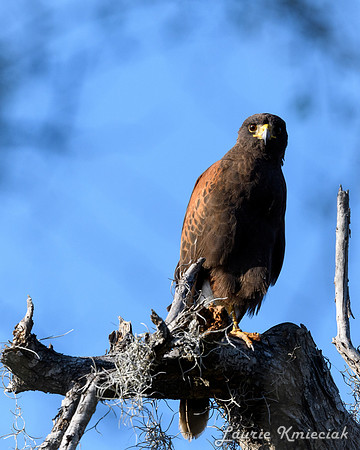 Santa Ana NWF-LAK_2314
