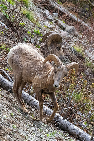 Yellowstone _MAK5294