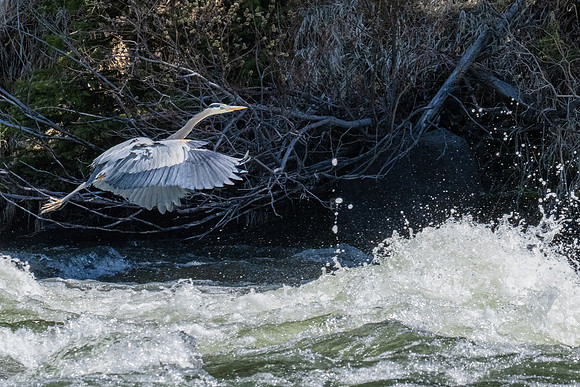 Yellowstone _MAK1825