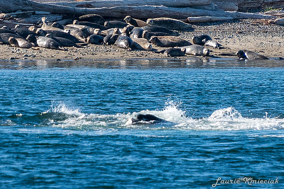 Nwhidby-LAK_5616