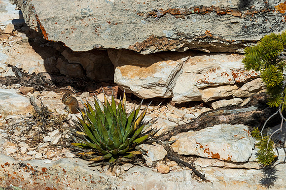 Grand Canyon-MAK_6419