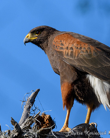 Santa Ana NWF-LAK_2323