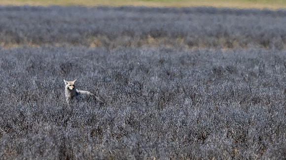 Yellowstone _MAK1672