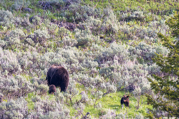 Yellowstone _MAK2585-Enhanced-NR