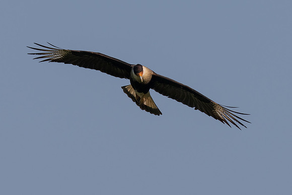 RGV wildlife_MAK2468