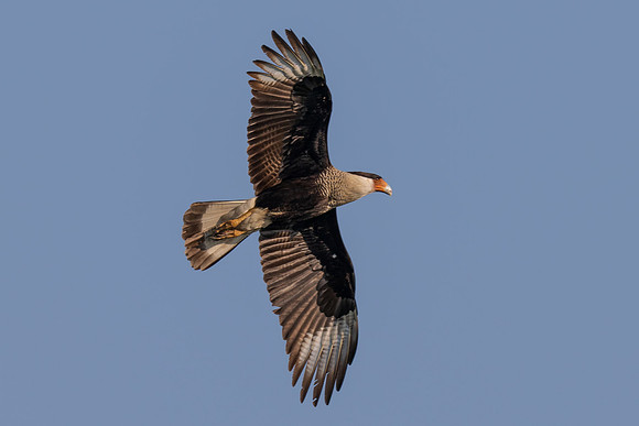 RGV wildlife_MAK2485