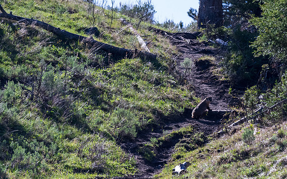 Yellowstone _MAK1524