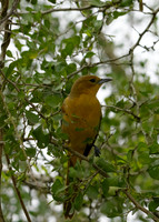 LAK_2352