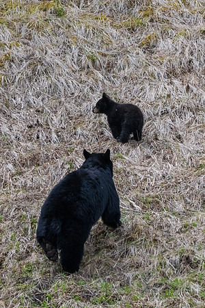 Yellowstone _MAK0582
