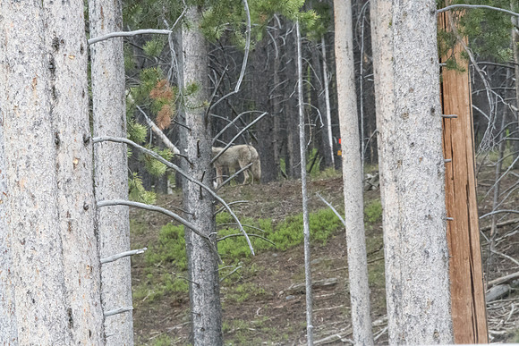 yellowstonetc-7157