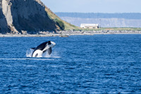Orca T37A family-_MAK9585