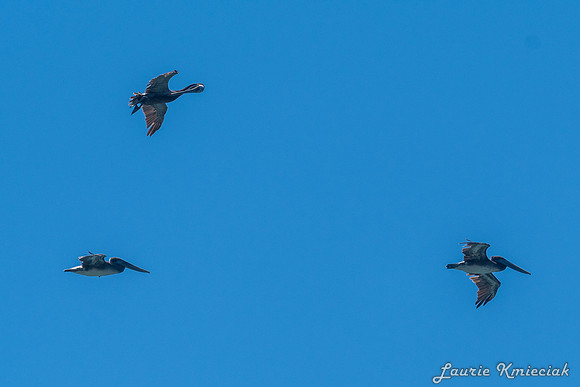 Cannon-Beach-LAK_1577