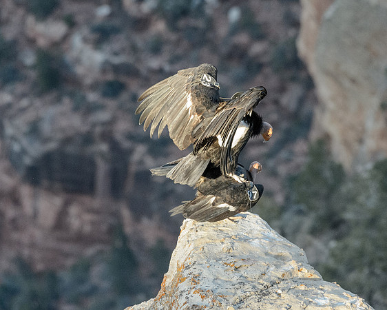 California Condors-MAK_7284