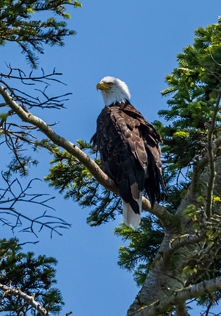 Whidbey Island-_MAK8121