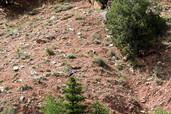 yellowstonetc-7935