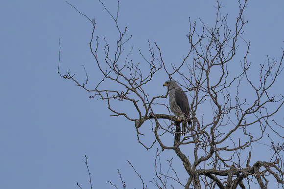 RGV wildlife_MAK2336-Enhanced-NR