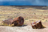 Petrified Forest-MAK_6350