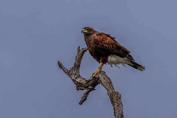 Harris's Hawk_MAK9338-Enhanced-NR