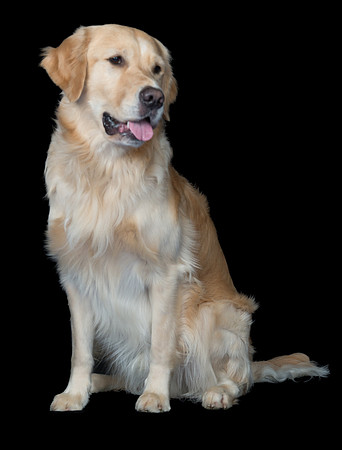 Goose-Spirits Goldens-064