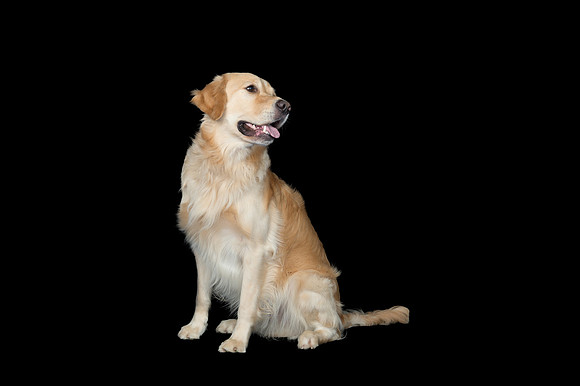 Goose-Spirits Goldens-059