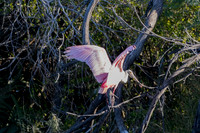 Edenburg Wetlands-MAK_3989
