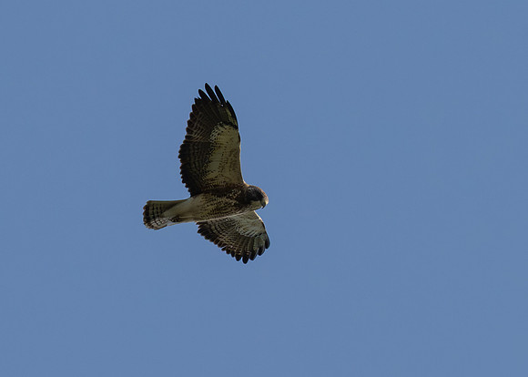 Hawk Watch_MAK1138-Enhanced-NR