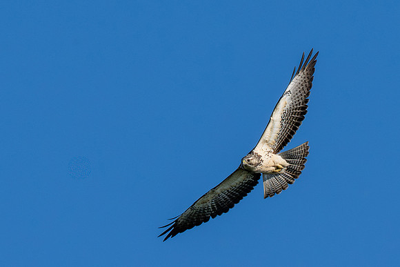 Hawk tower photos _MAK4395