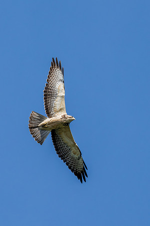 Hawk tower photos _MAK4436