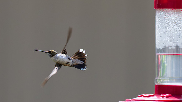 Mission TX birds _MAK4724